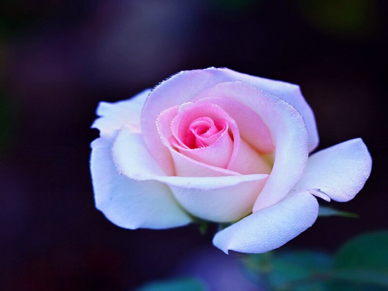 Pink Rose with Dew — Serene, Night, Photograph