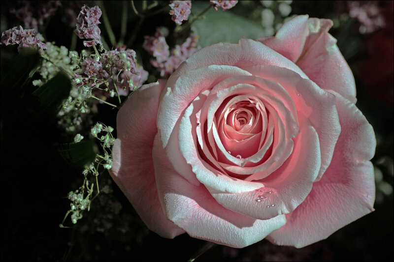 Pink Rose with Dew — Serene, Night