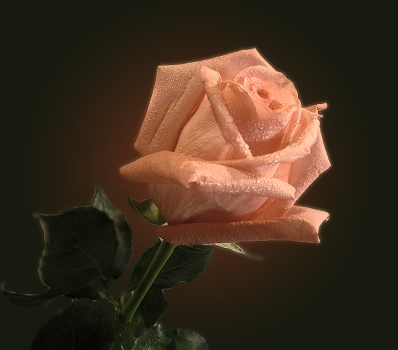 Pink Rose with Dew — Serene, Photograph, Dew Drops, Green Leaves