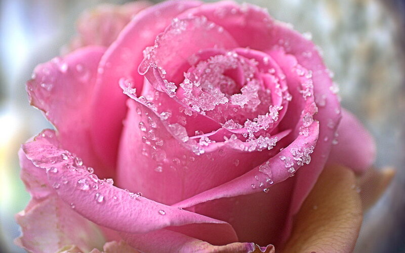 Pink Rose with Dew — Serene, Photograph, Dew Drops, Hand