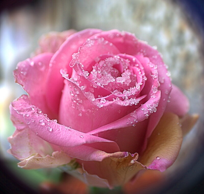 Pink Rose with Dew — Serene, Photograph, Dew Drops, Petals