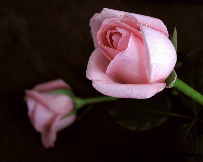 Pink Rose with Dew — Serene, Photograph, Dew Drops