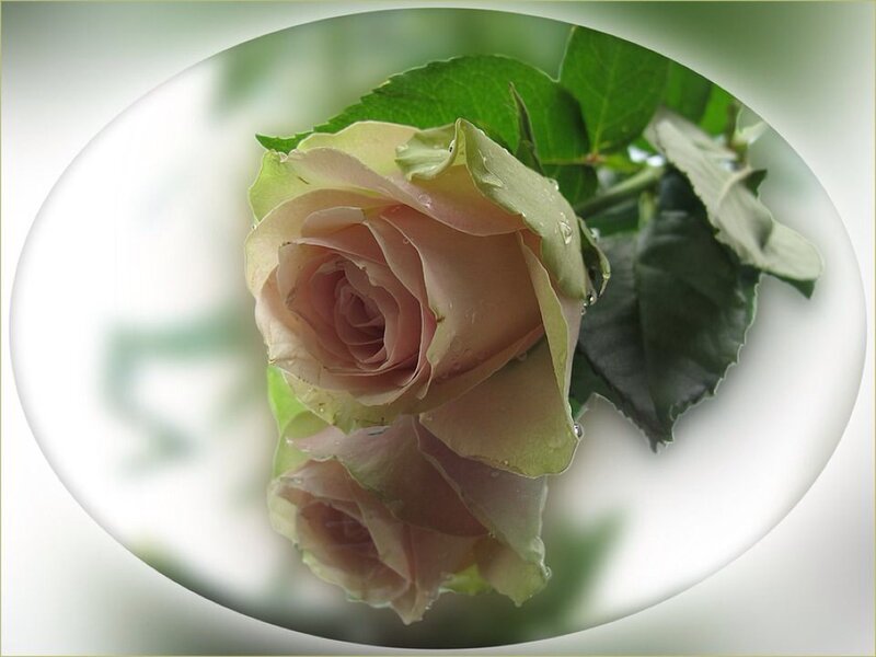 Pink Rose with Dew — Serene, Photograph, Leaf