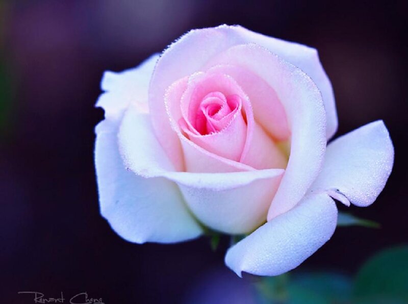 Pink Rose with Dew — Serene, Photograph, Petals
