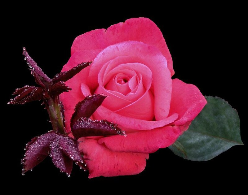 Pink Rose with Dew — Serene, Photograph