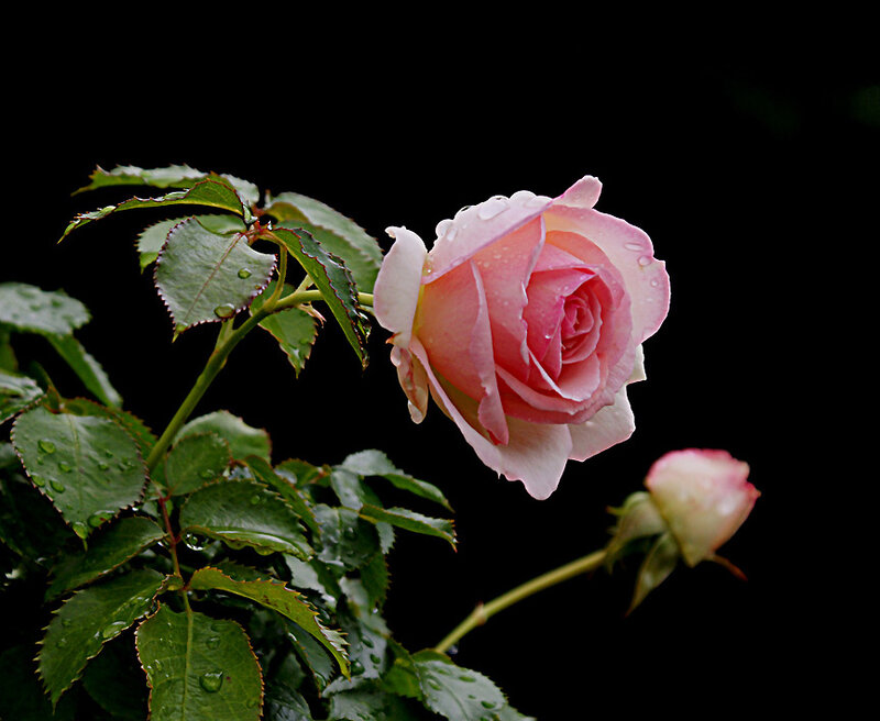 Pink Rose with Dew — Serene