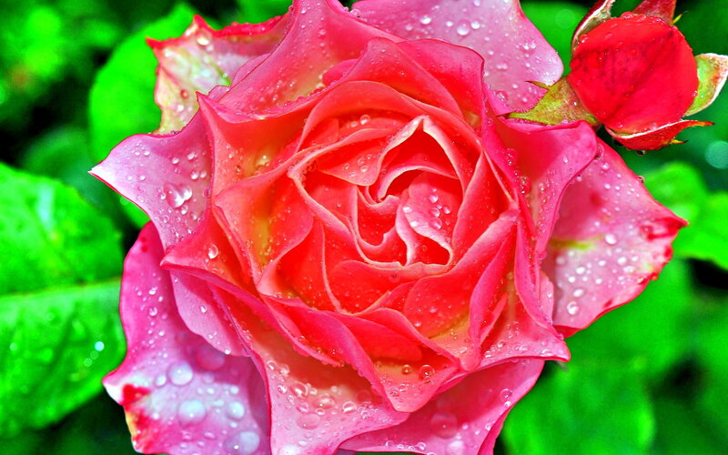 Pink Rose with Dew — Vibrant