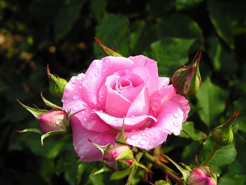 Pink Rose with Dewdrops — Serene