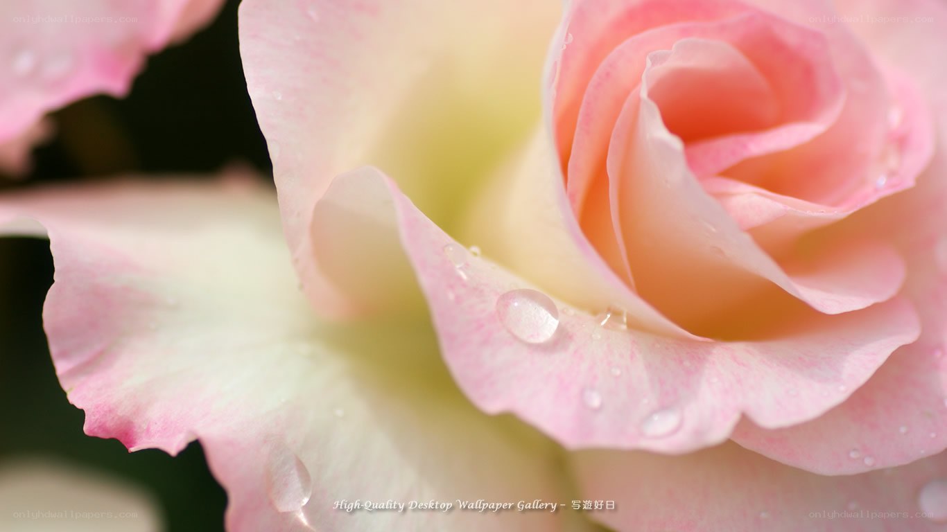 pink rose with dewdrops