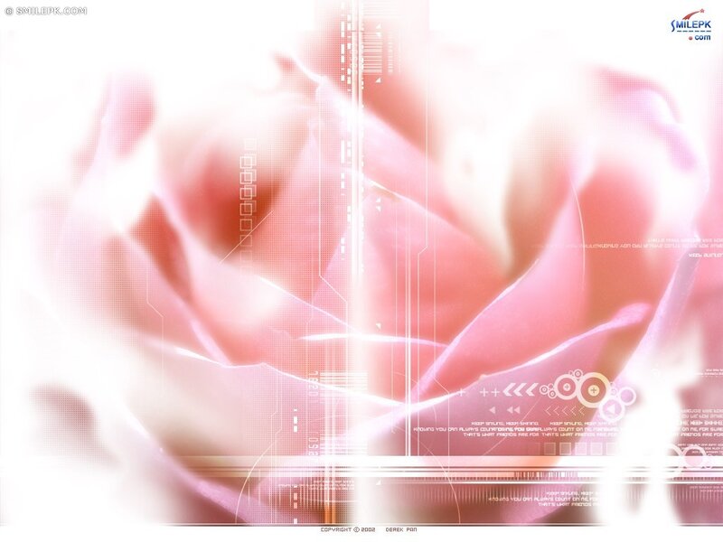 pink rose with digital overlay