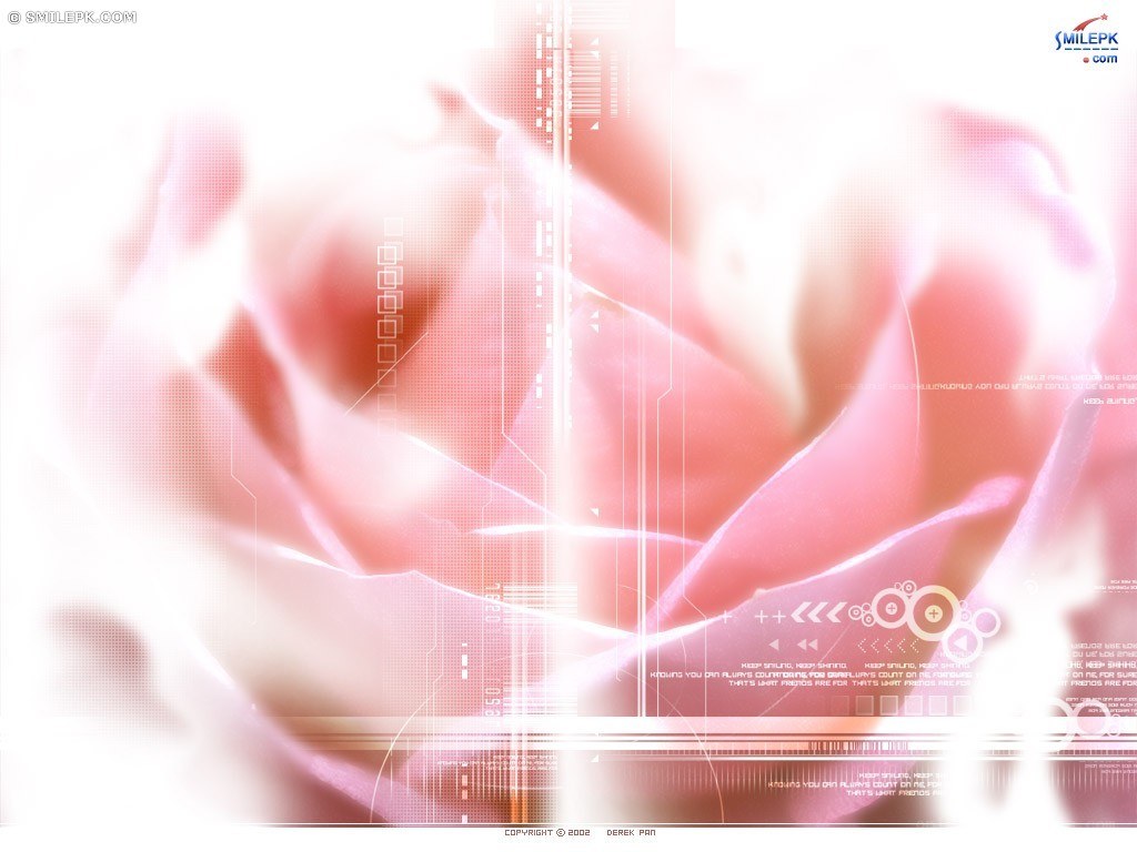 pink rose with digital overlay