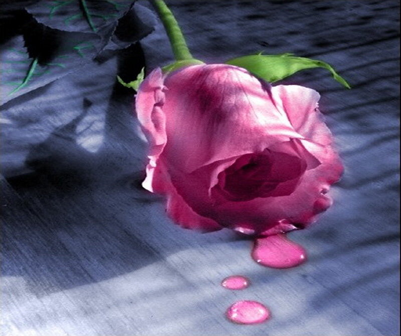 Pink Rose with Droplets