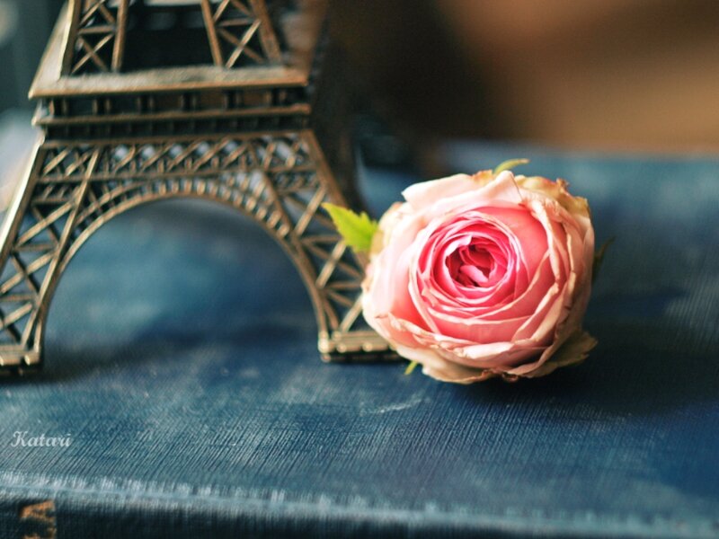 Pink Rose with Eiffel Tower
