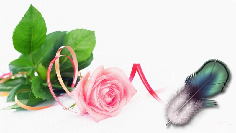 Pink Rose with Feather