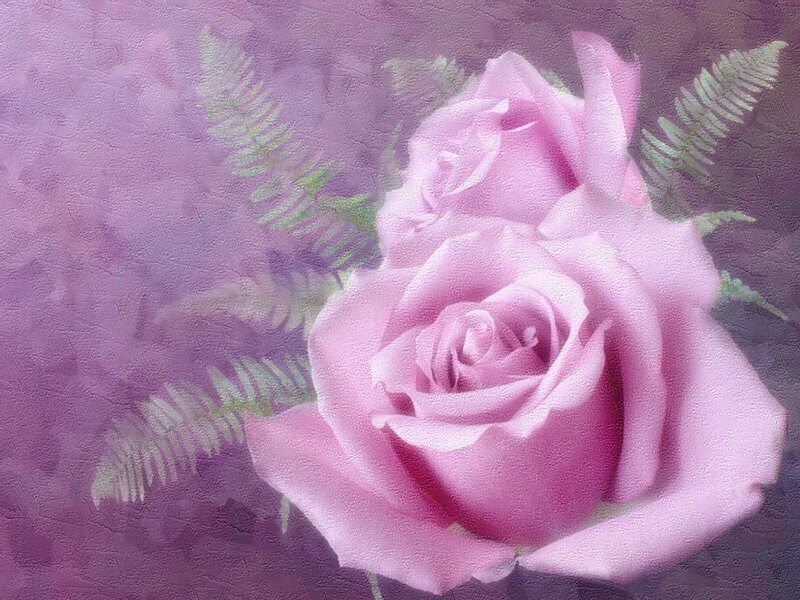 Pink Rose with Ferns