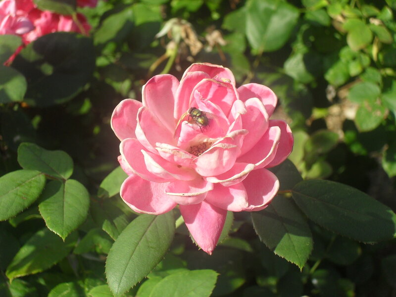 Pink Rose with Fly
