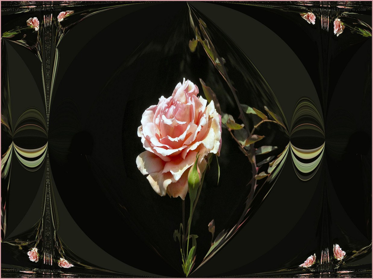 Pink rose with fractal background