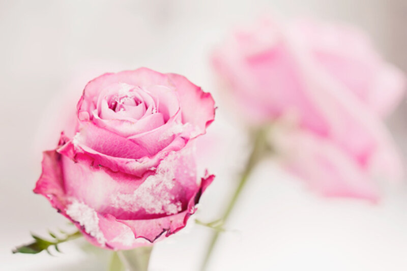 Pink Rose with Frost