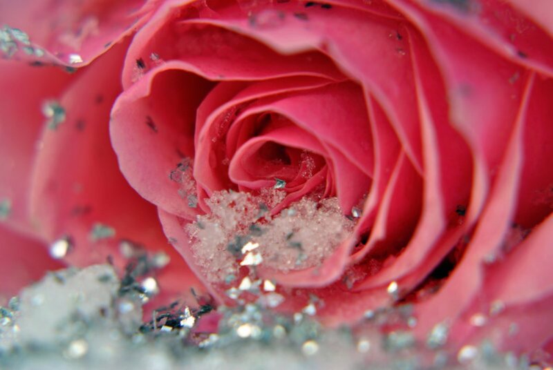 Pink Rose with Glitter — Festive