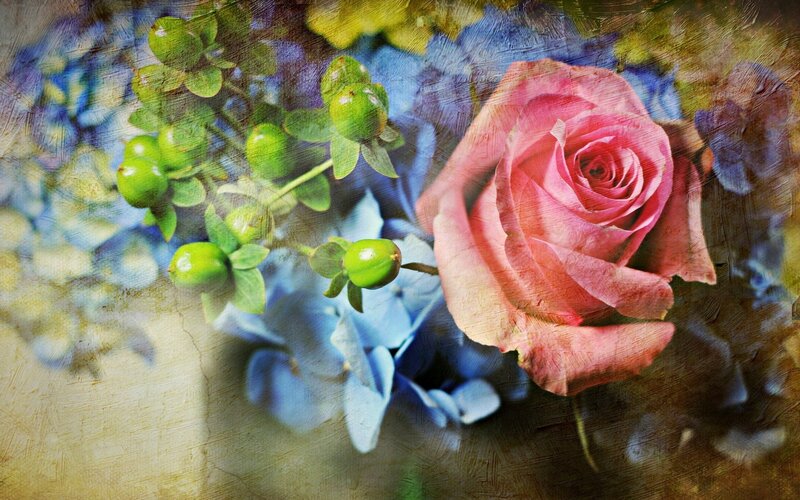 Pink Rose with Green Berries — Calm, Painting