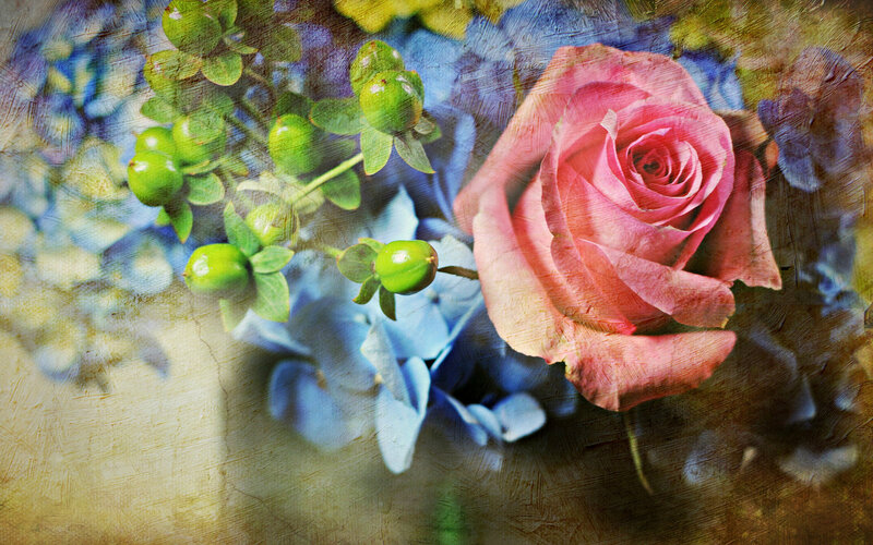 Pink Rose with Green Berries — Serene