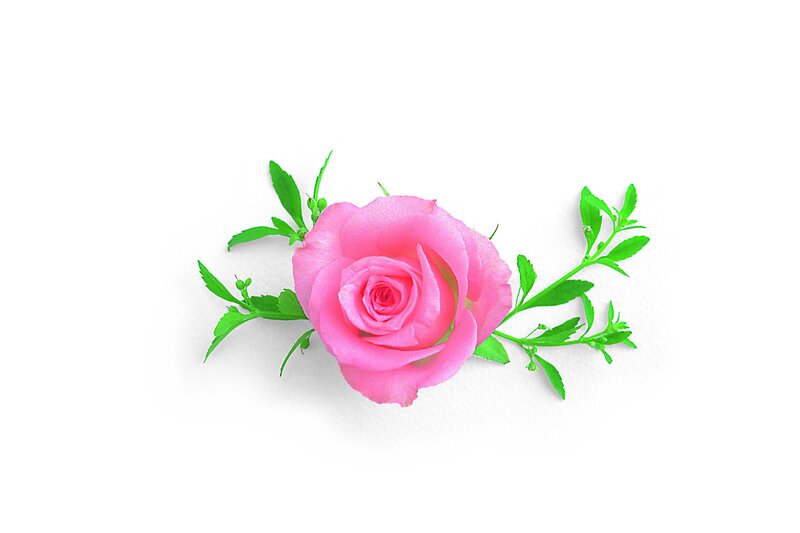pink rose with green leaves