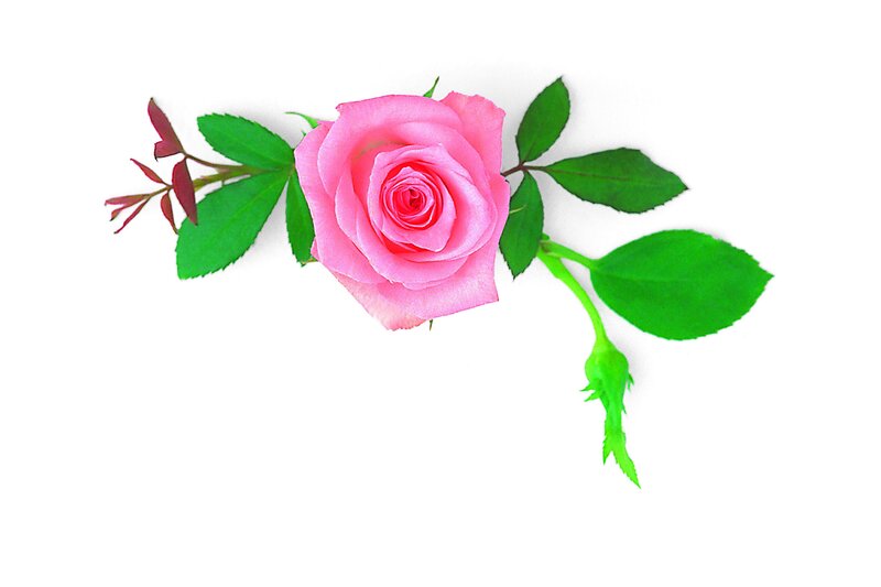pink rose with green leaves