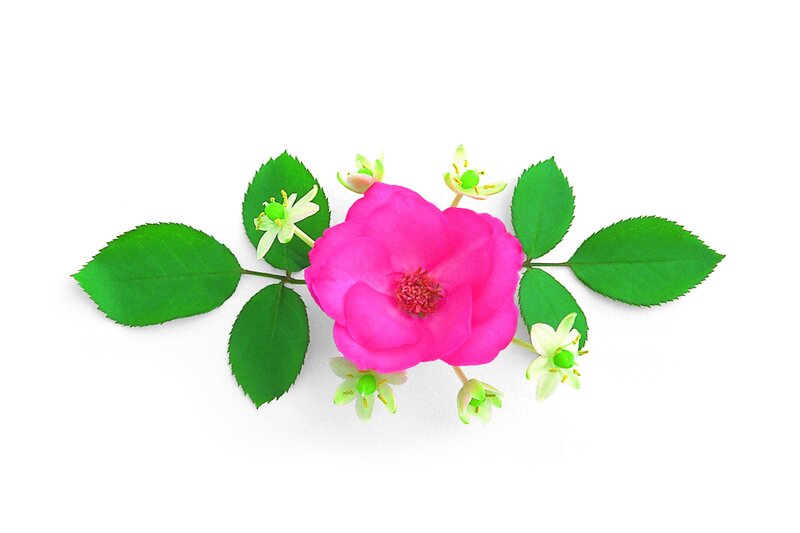pink rose with green leaves