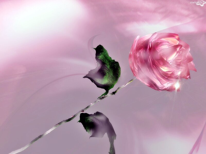 Pink rose with green leaves