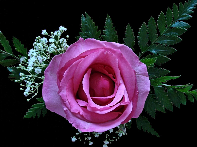 Pink Rose with Green Leaves — Dramatic