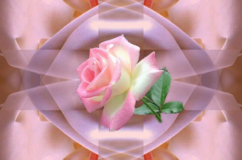 Pink Rose with Green Leaves — Serene