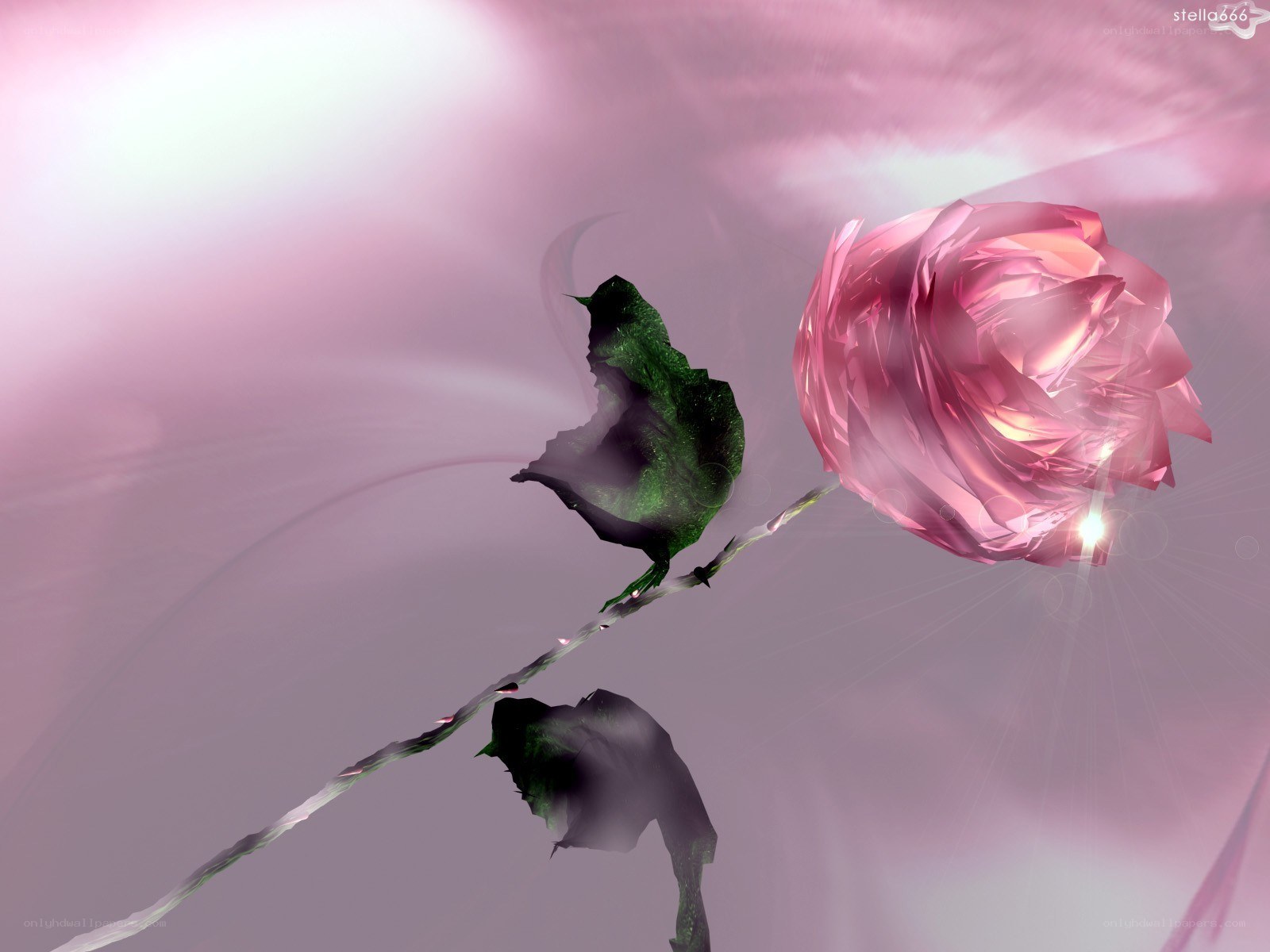 Pink rose with green leaves