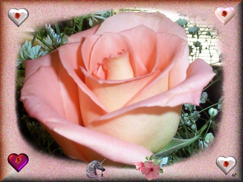 Pink rose with heart frames