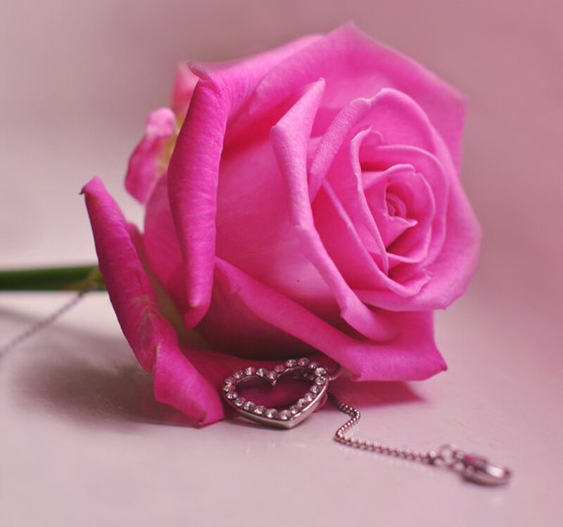 Pink Rose with Heart Pendant