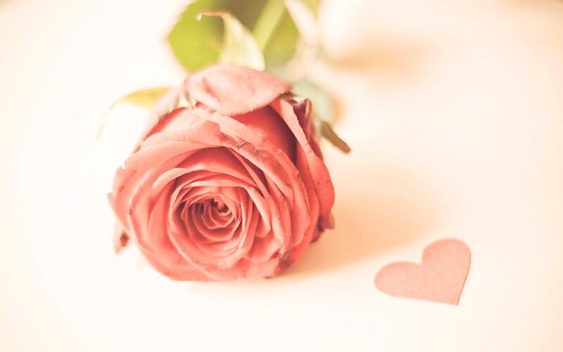 Pink Rose with Heart — Romantic