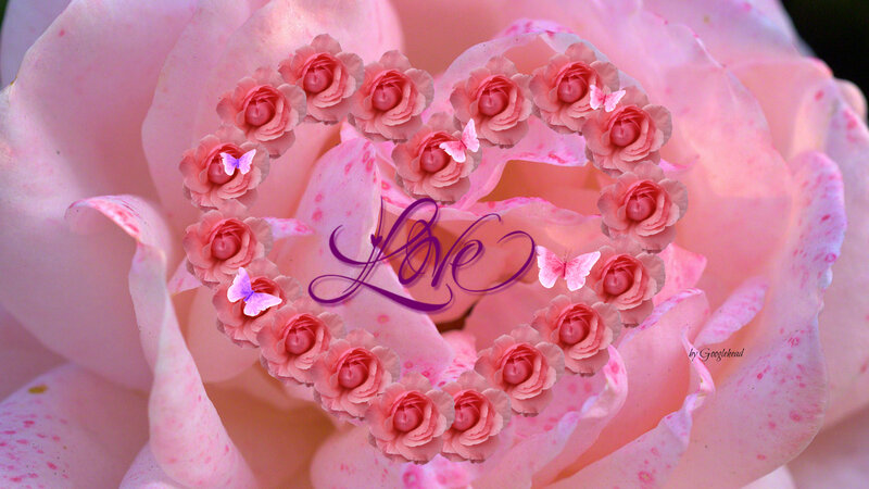 Pink Rose with Heart