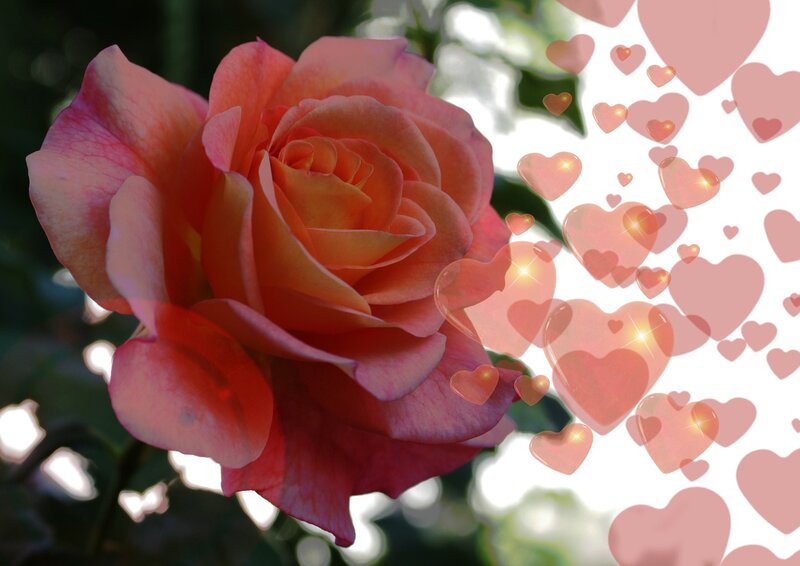 Pink Rose with Hearts — Romantic, Photograph, Flower