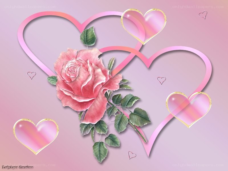 pink rose with hearts