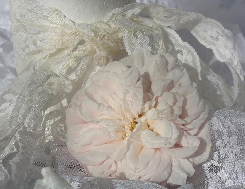 Pink Rose with Lace
