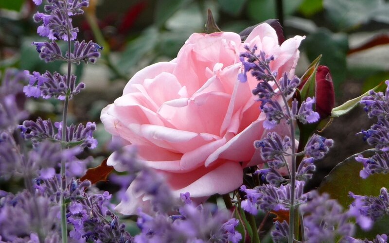 Pink Rose with Lavender — Calm
