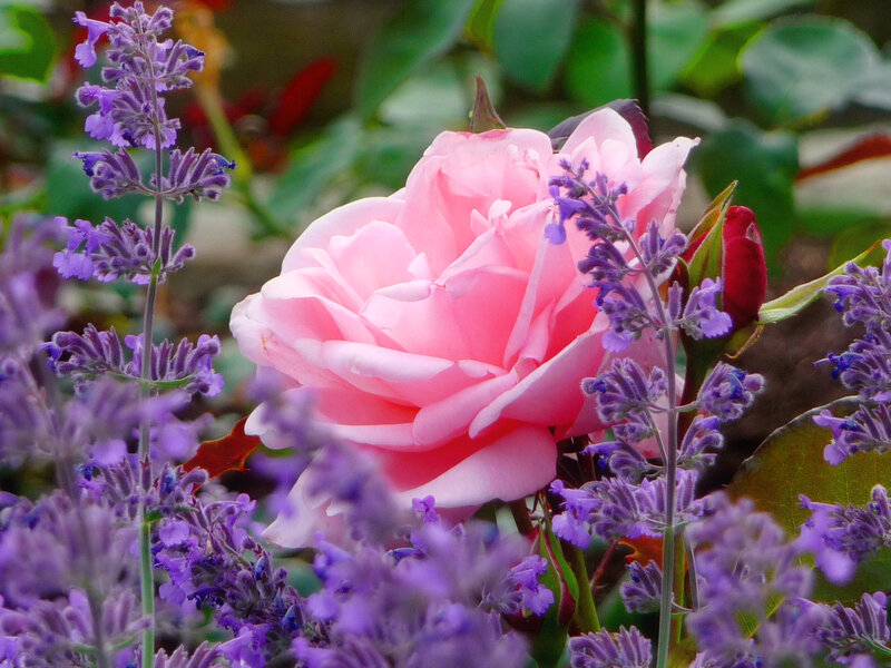 Pink Rose with Lavender