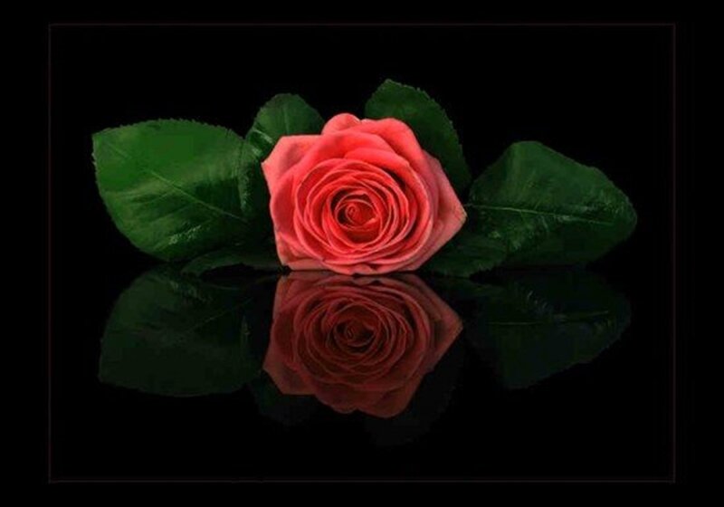 Pink Rose with Leaves — Black