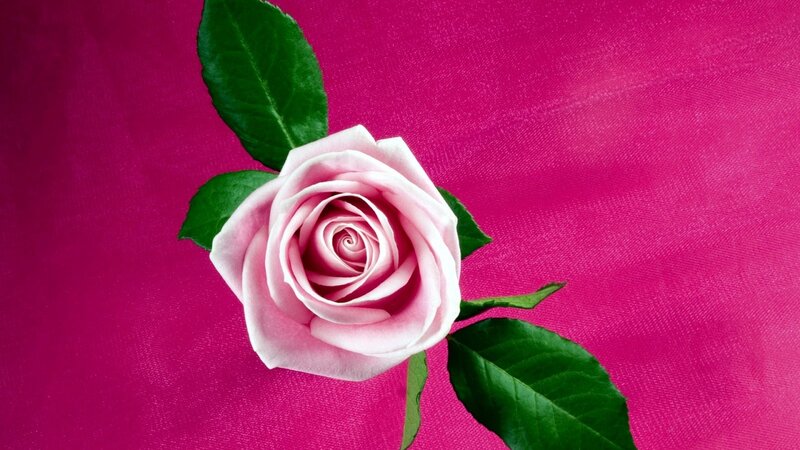 Pink Rose with Leaves — Calm, Photograph, Background