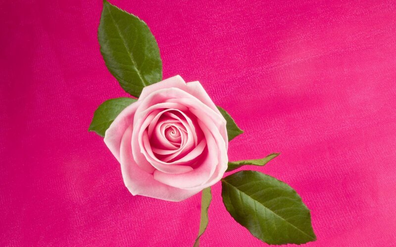 Pink Rose with Leaves — Calm, Photograph, Stem, Green