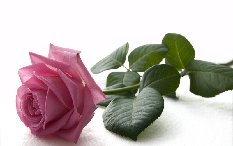 Pink Rose with Leaves — Calm, Photograph, Stem