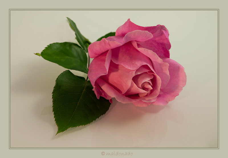 Pink Rose with Leaves — Calm, Photograph