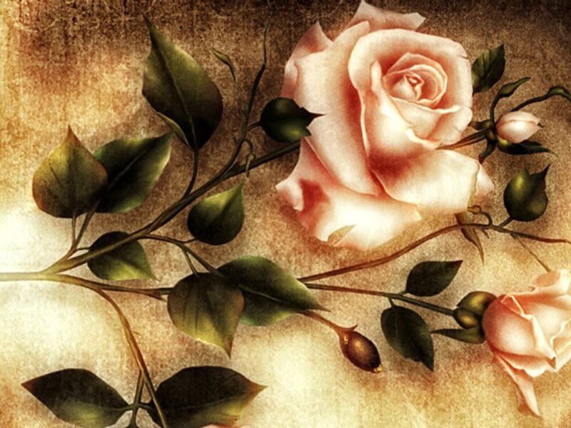 Pink Rose with Leaves — Calm