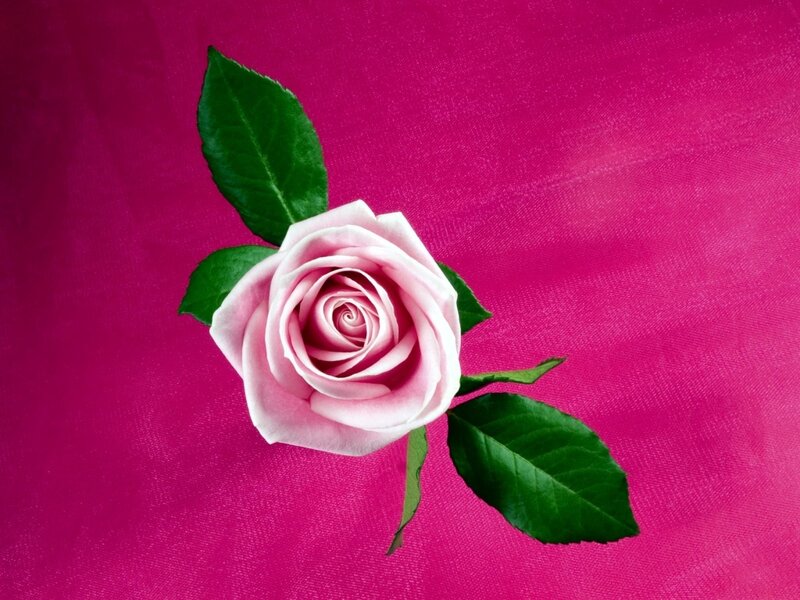 Pink Rose with Leaves — Magenta