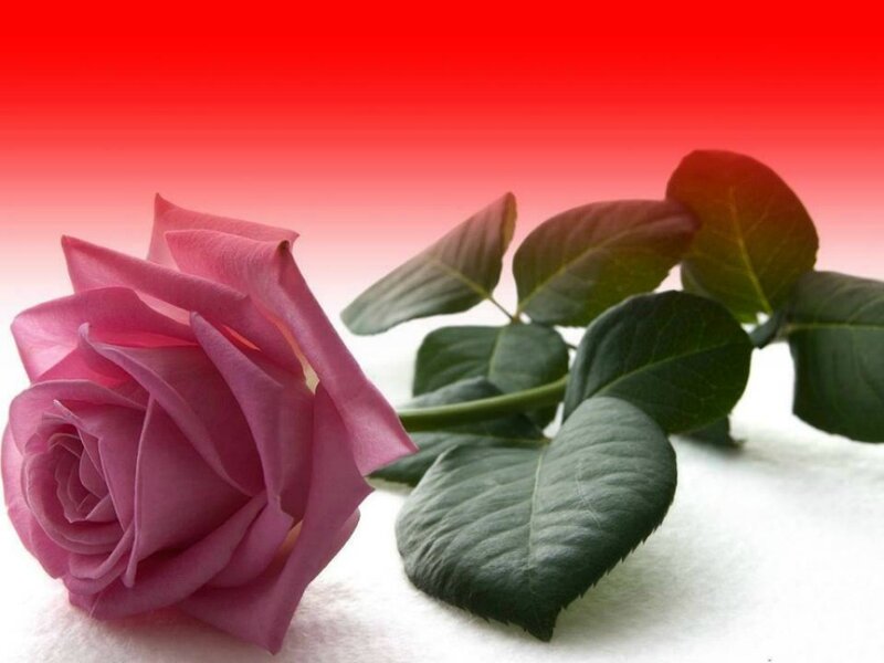Pink Rose with Leaves — Red