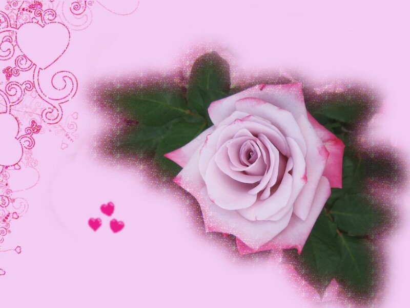 Pink Rose with Leaves — Romantic